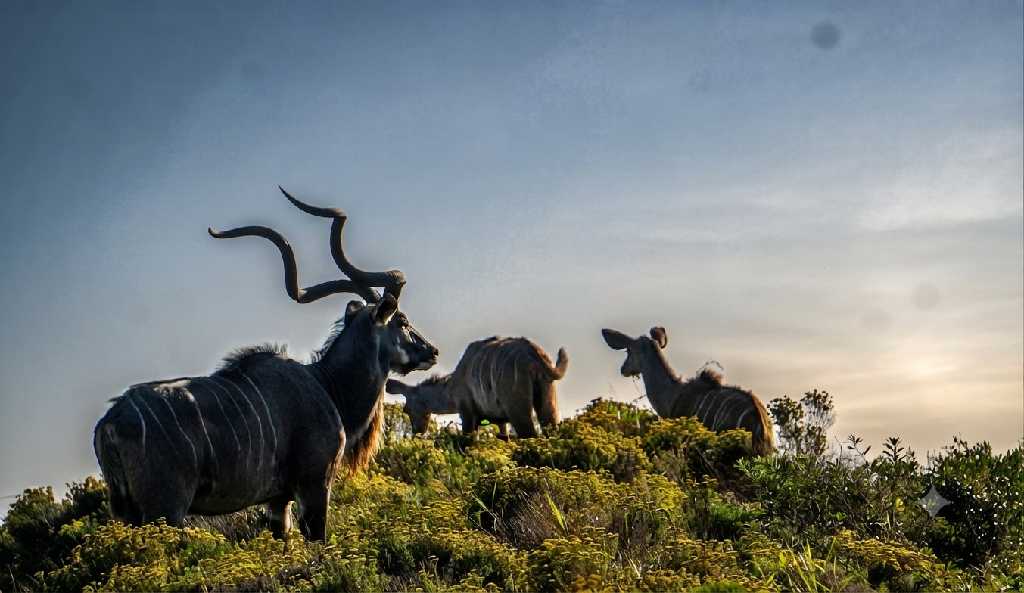 Wildebeest in the iSimangaliso landscape